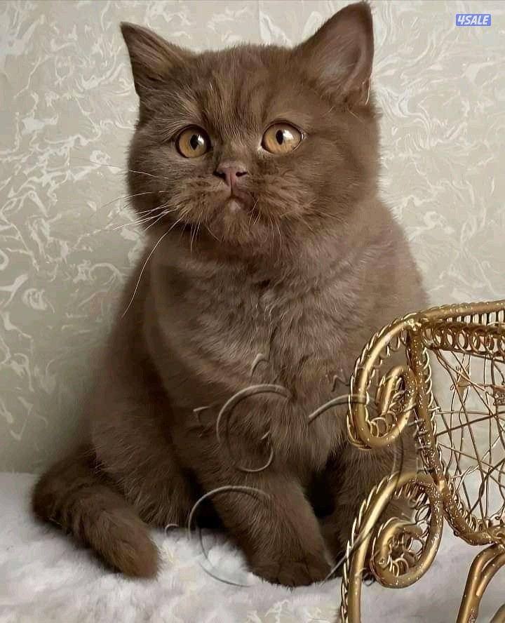 مطلوب ذكر بريتيش شورت هير طالب تزاوج1