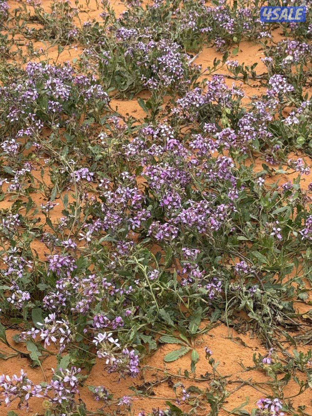 توصيل من الكويت إلى دول الخليج0