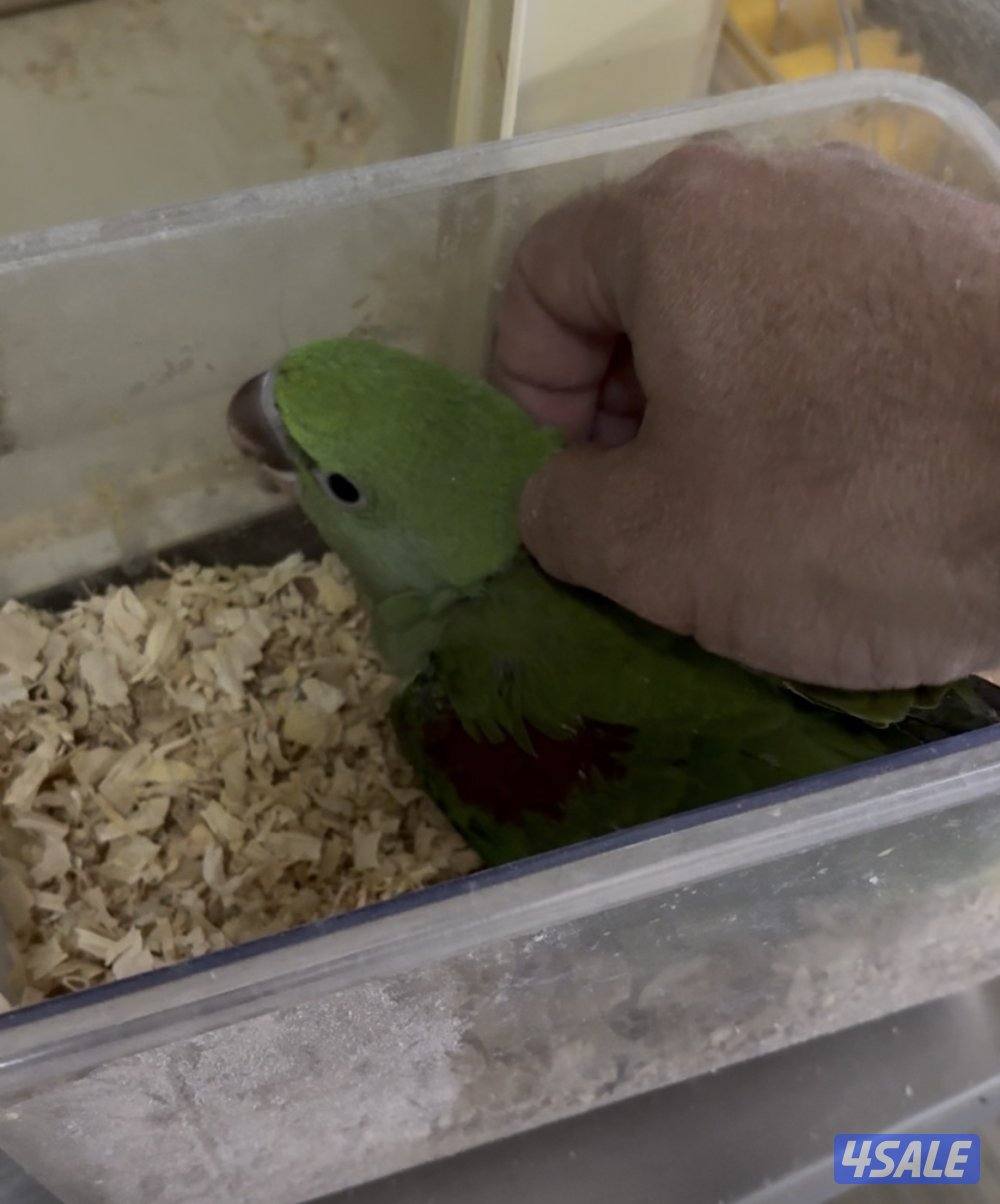 للبيع فرخ نيبالي انتاج الكويت0