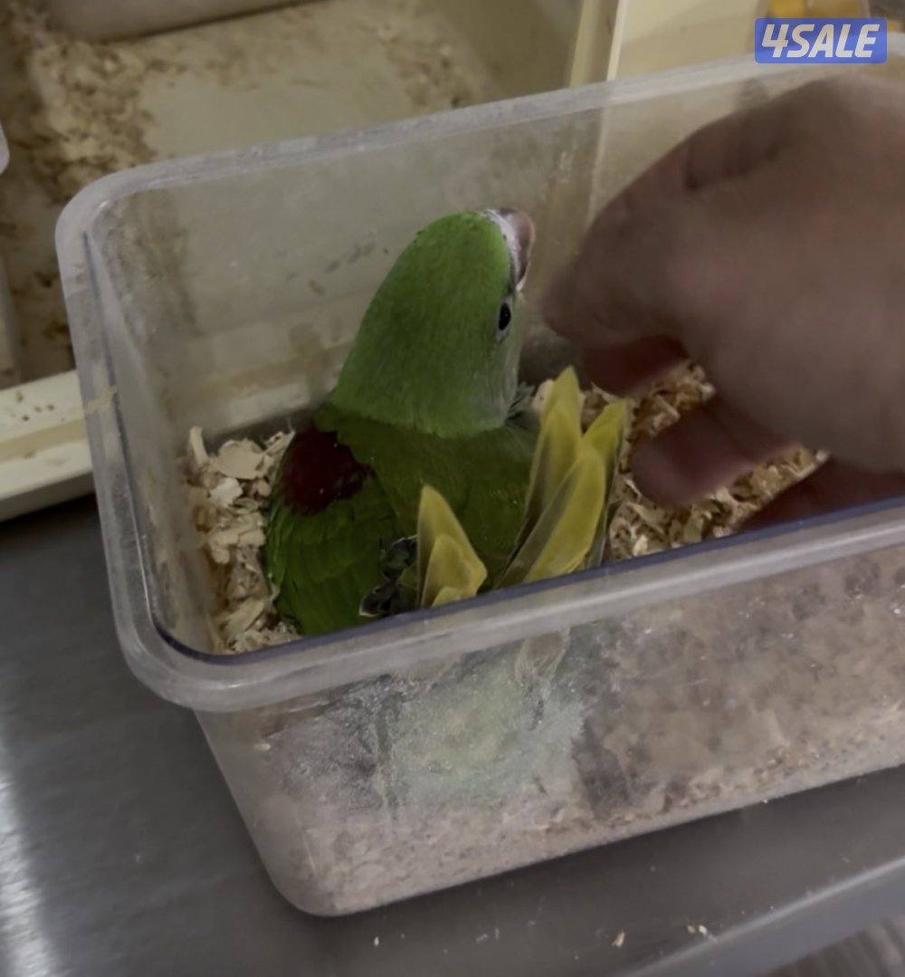 للبيع فرخ نيبالي انتاج الكويت1