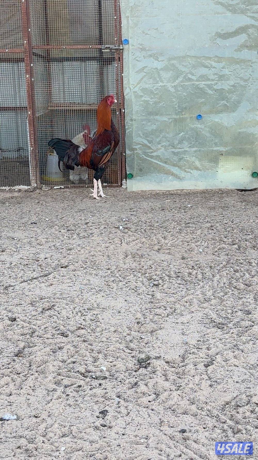 للبيع ديج تايلندي دم صافي ٩-٩-٥-٧-١–٧-٤-٤التواصل على الرقم0