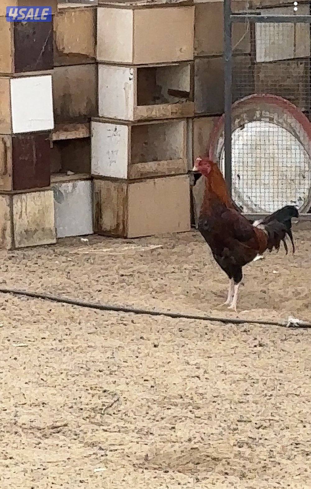 للبيع ديج تايلندي دم صافي ٩-٩-٥-٧-١–٧-٤-٤التواصل على الرقم1