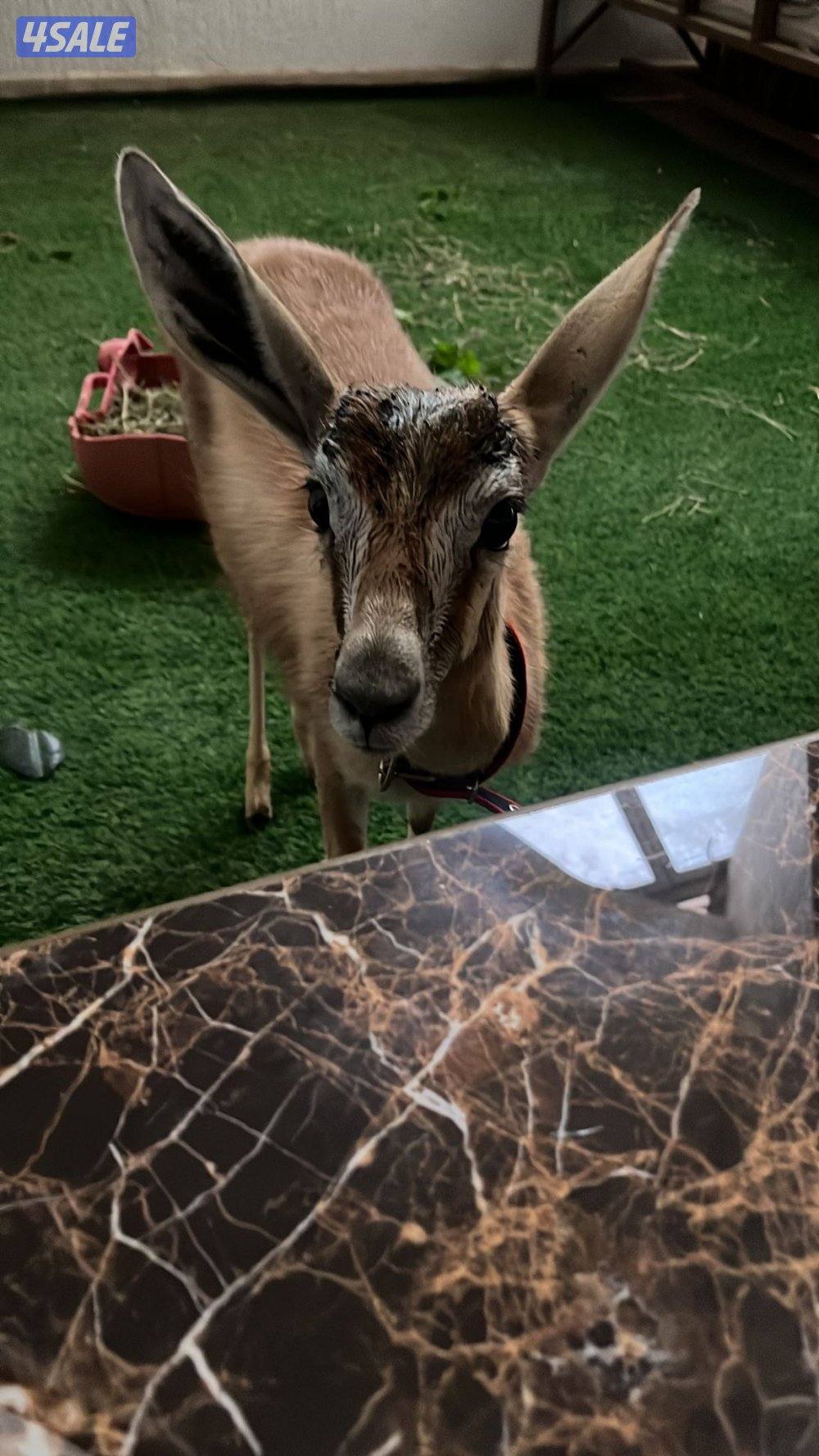 غزال ربوه للبيع1