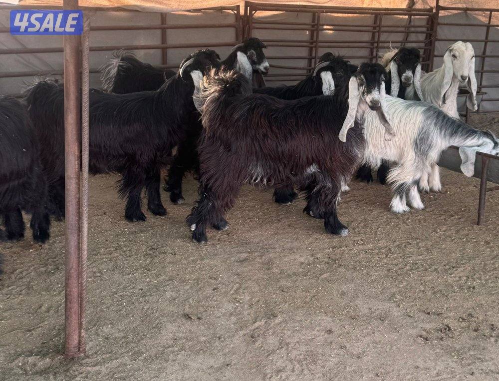 ورا شبك اللذاعه0