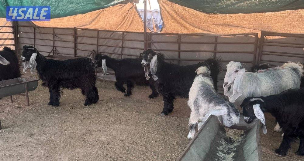 ورا شبك اللذاعه2