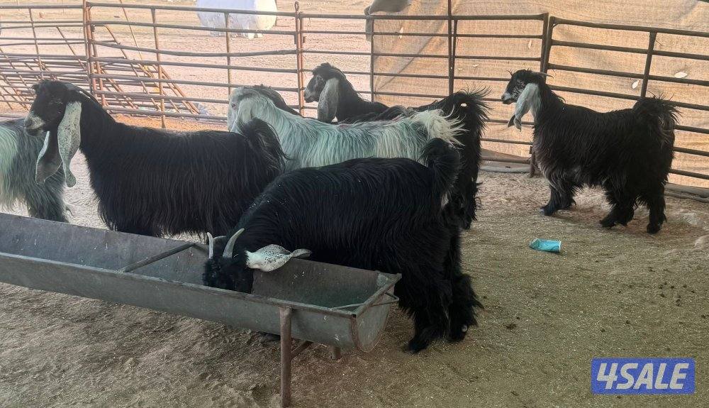 ورا شبك اللذاعه1