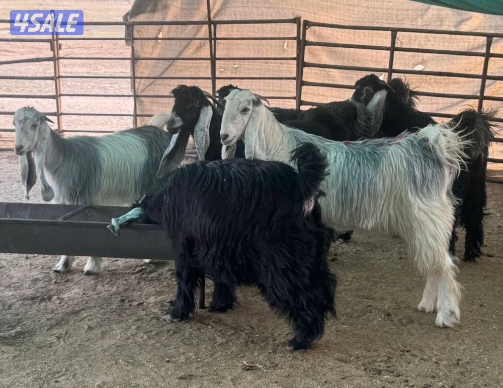 ورا شبك اللذاعه3