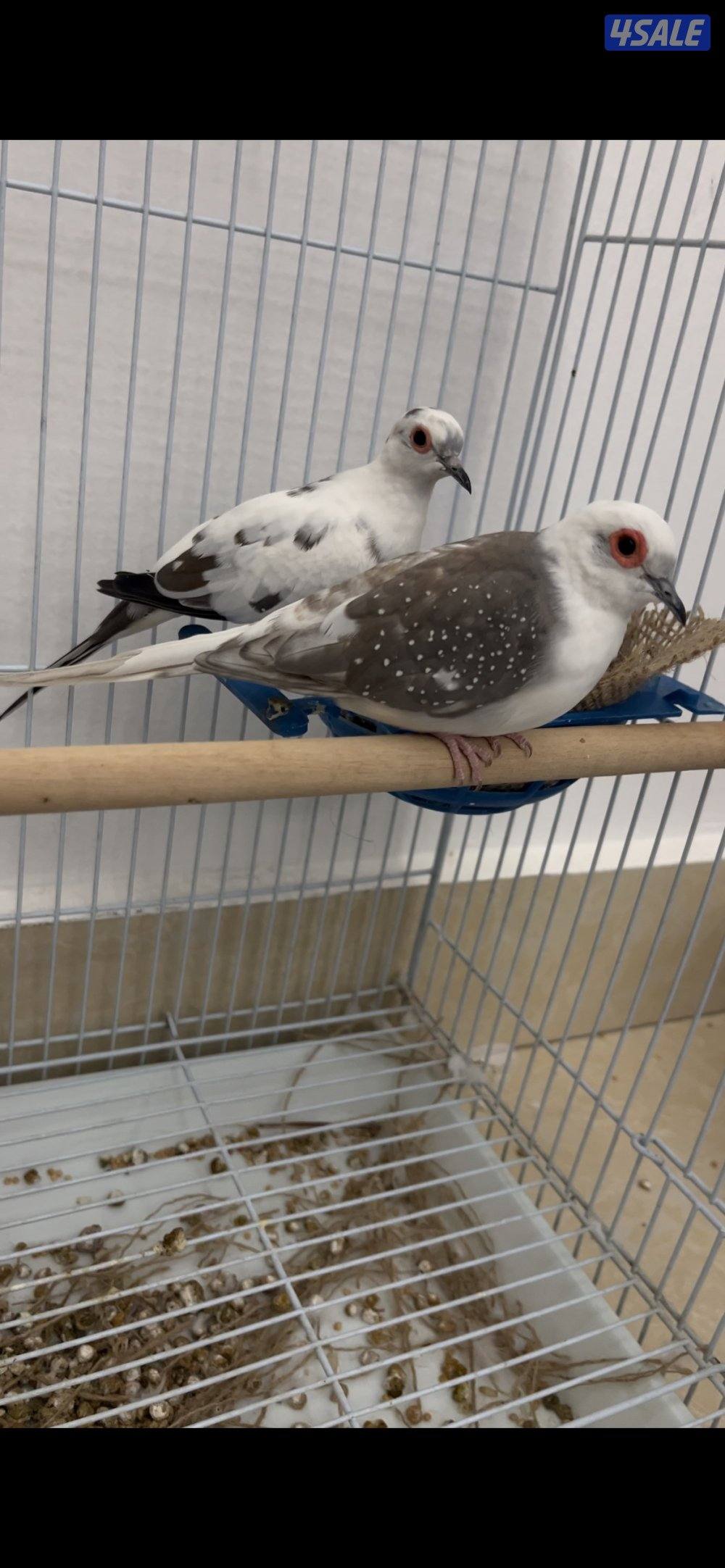 للبيع زوجين يمام برق انظاف وحلوين ماشاءالله الاستلام المنطقه العاشره0