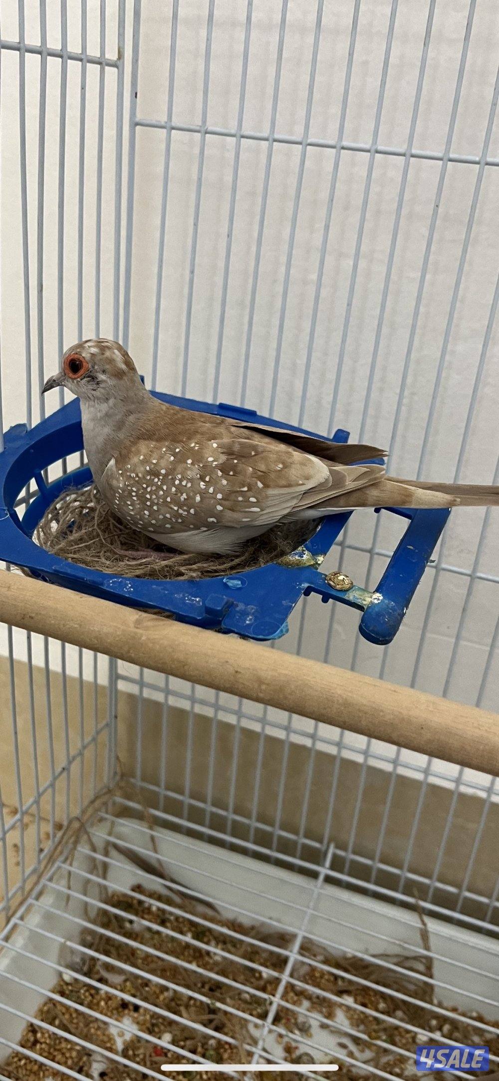 للبيع زوجين يمام برق انظاف وحلوين ماشاءالله الاستلام المنطقه العاشره1