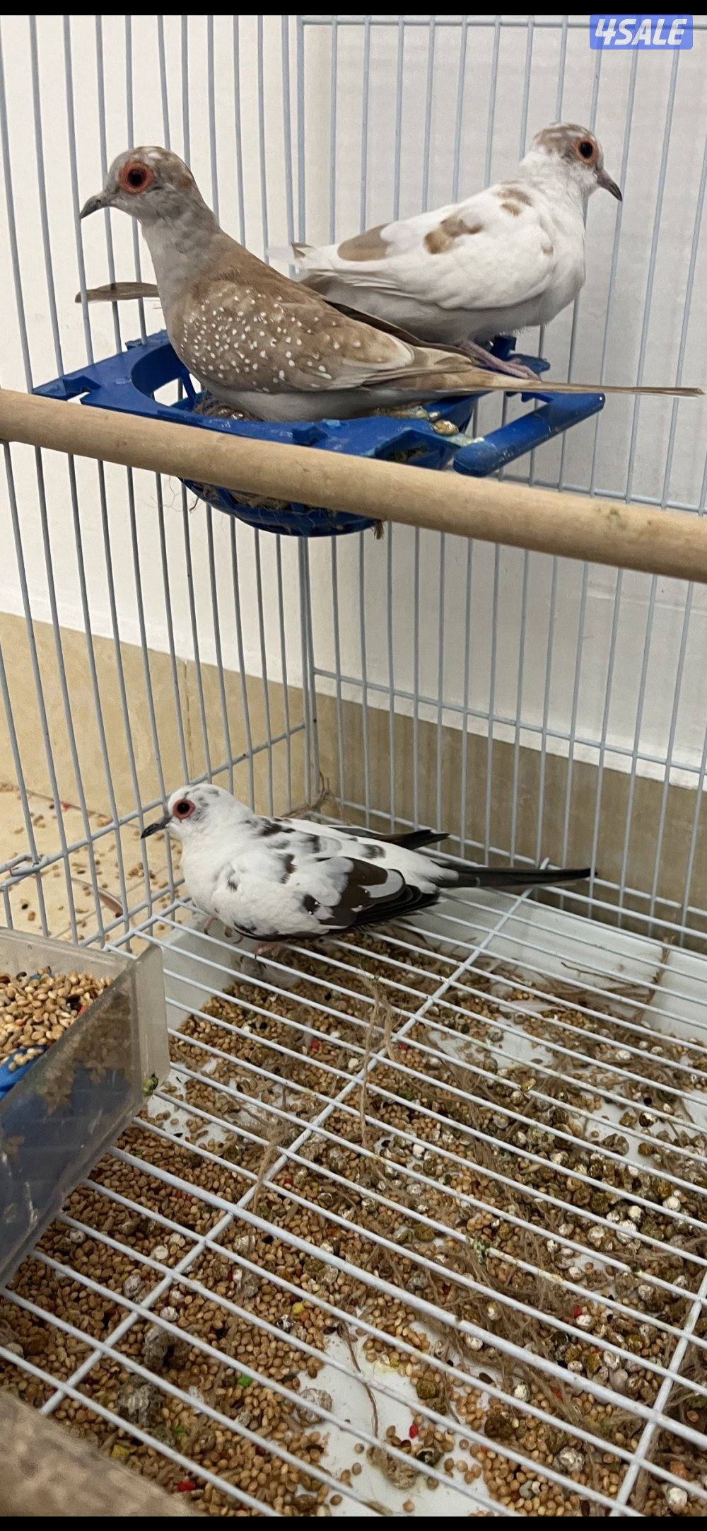 للبيع زوجين يمام برق انظاف وحلوين ماشاءالله الاستلام المنطقه العاشره2