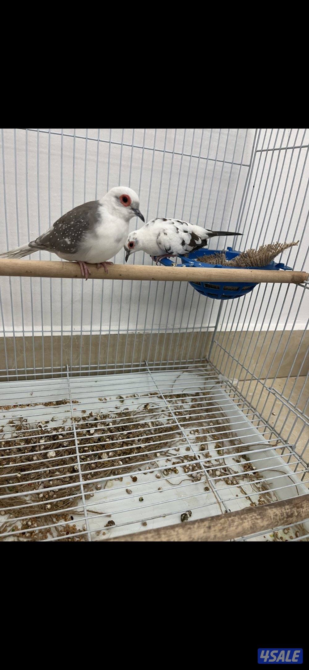 للبيع زوجين يمام برق انظاف وحلوين ماشاءالله الاستلام المنطقه العاشره4