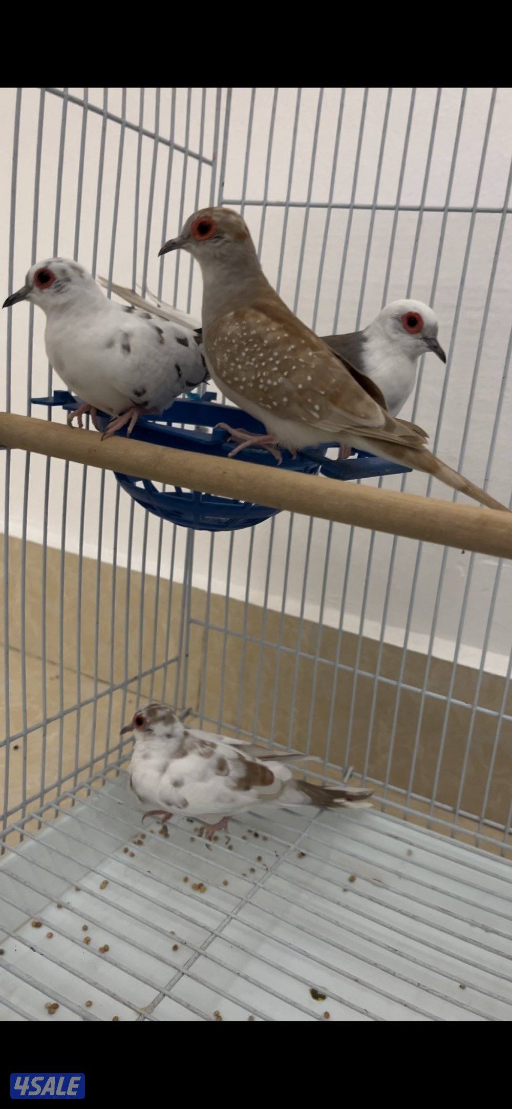 للبيع زوجين يمام برق انظاف وحلوين ماشاءالله الاستلام المنطقه العاشره3