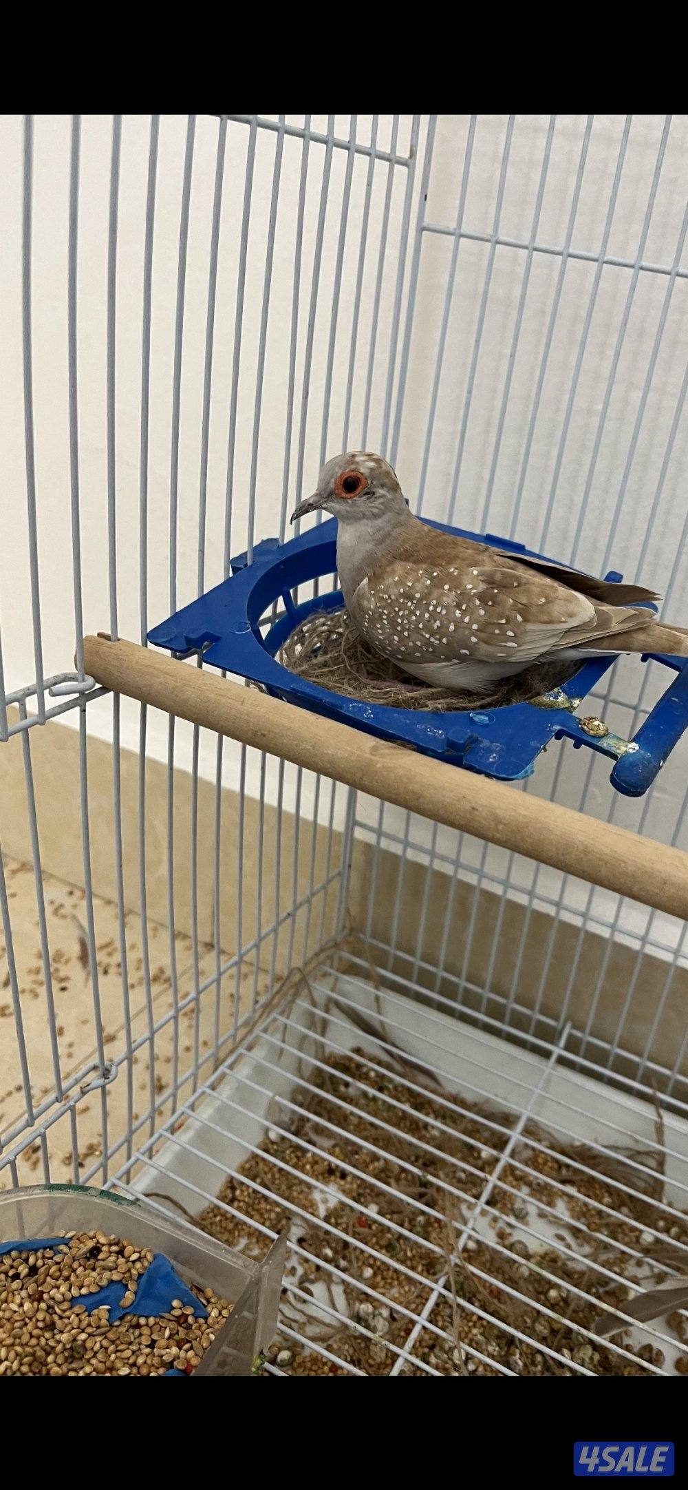 للبيع زوجين يمام برق انظاف وحلوين ماشاءالله الاستلام المنطقه العاشره6