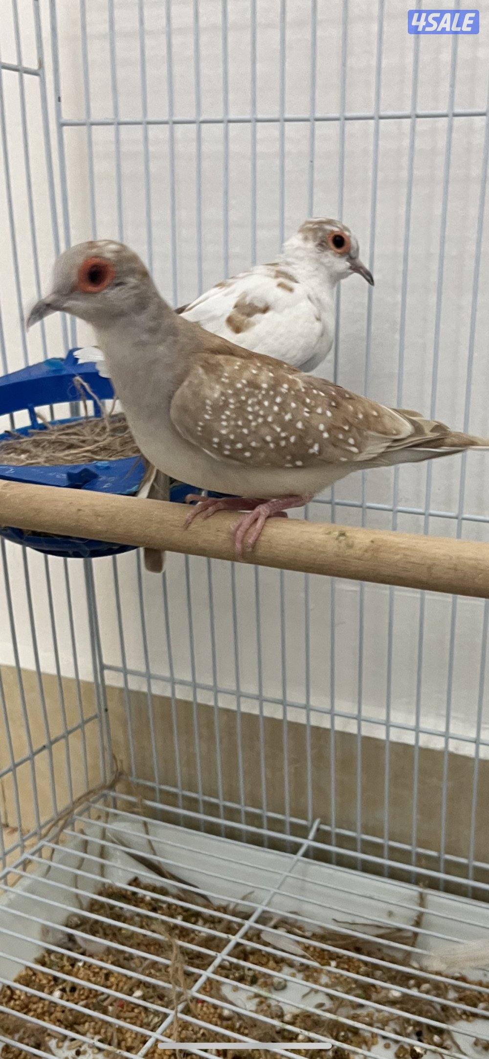 للبيع زوجين يمام برق انظاف وحلوين ماشاءالله الاستلام المنطقه العاشره5