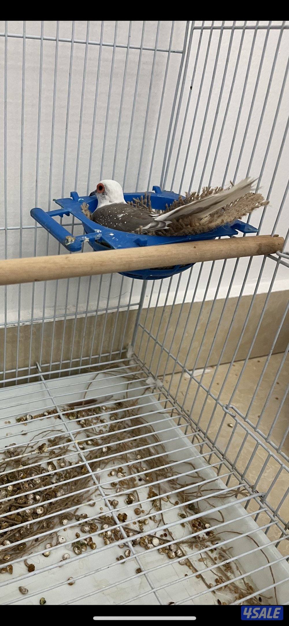 للبيع زوجين يمام برق انظاف وحلوين ماشاءالله الاستلام المنطقه العاشره7