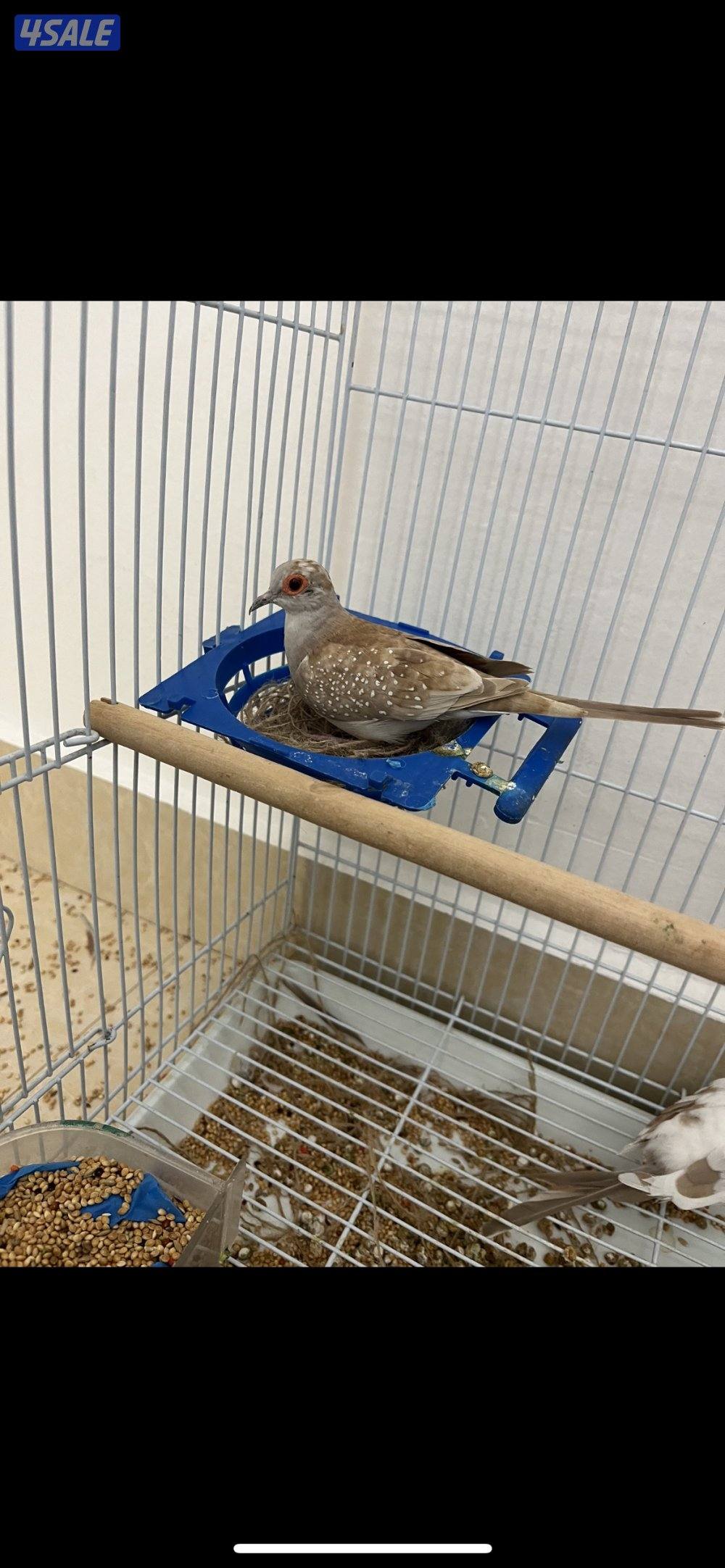 للبيع زوجين يمام برق انظاف وحلوين ماشاءالله الاستلام المنطقه العاشره8