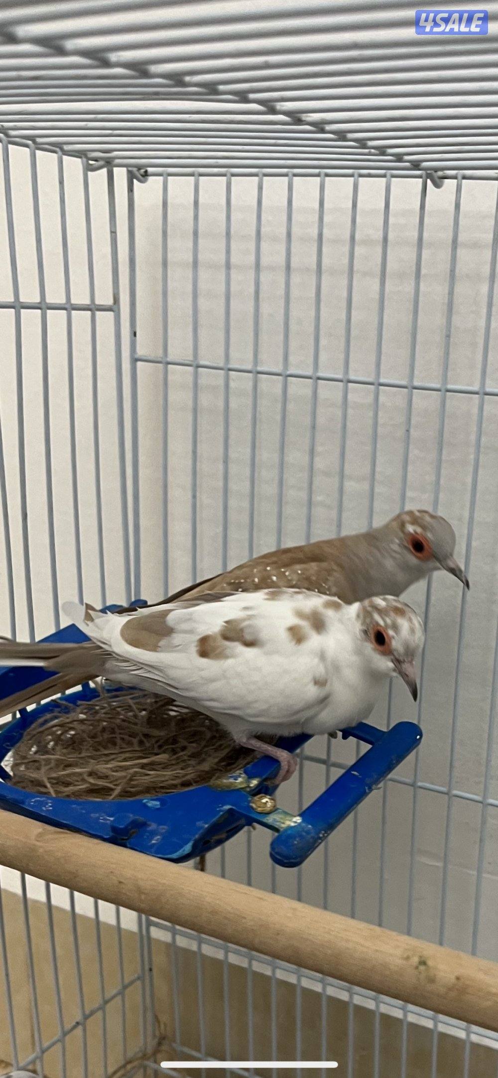 للبيع زوجين يمام برق انظاف وحلوين ماشاءالله الاستلام المنطقه العاشره9