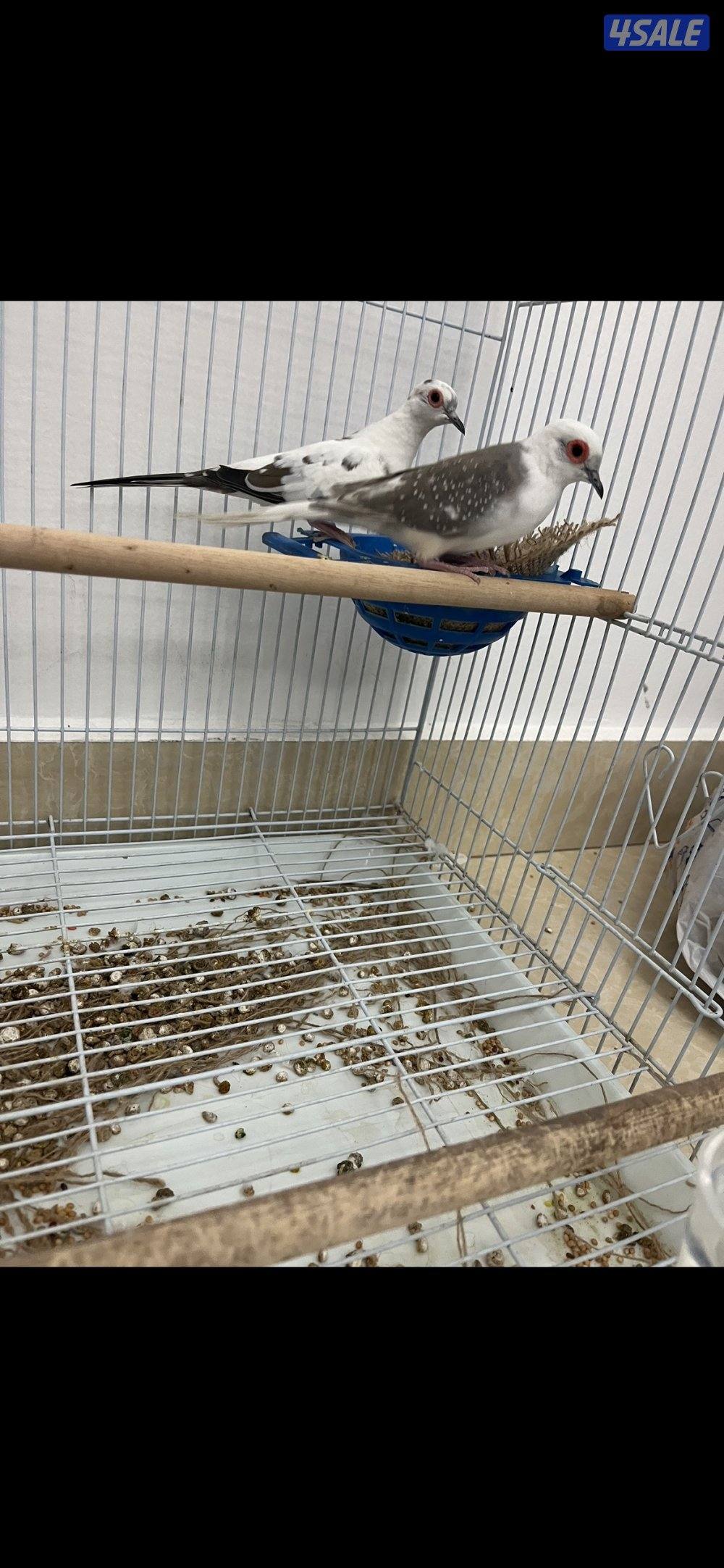 للبيع زوجين يمام برق انظاف وحلوين ماشاءالله الاستلام المنطقه العاشره10