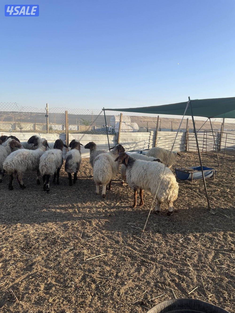 للبيع غنم نعيم العدد١٨ راس سن وديد0