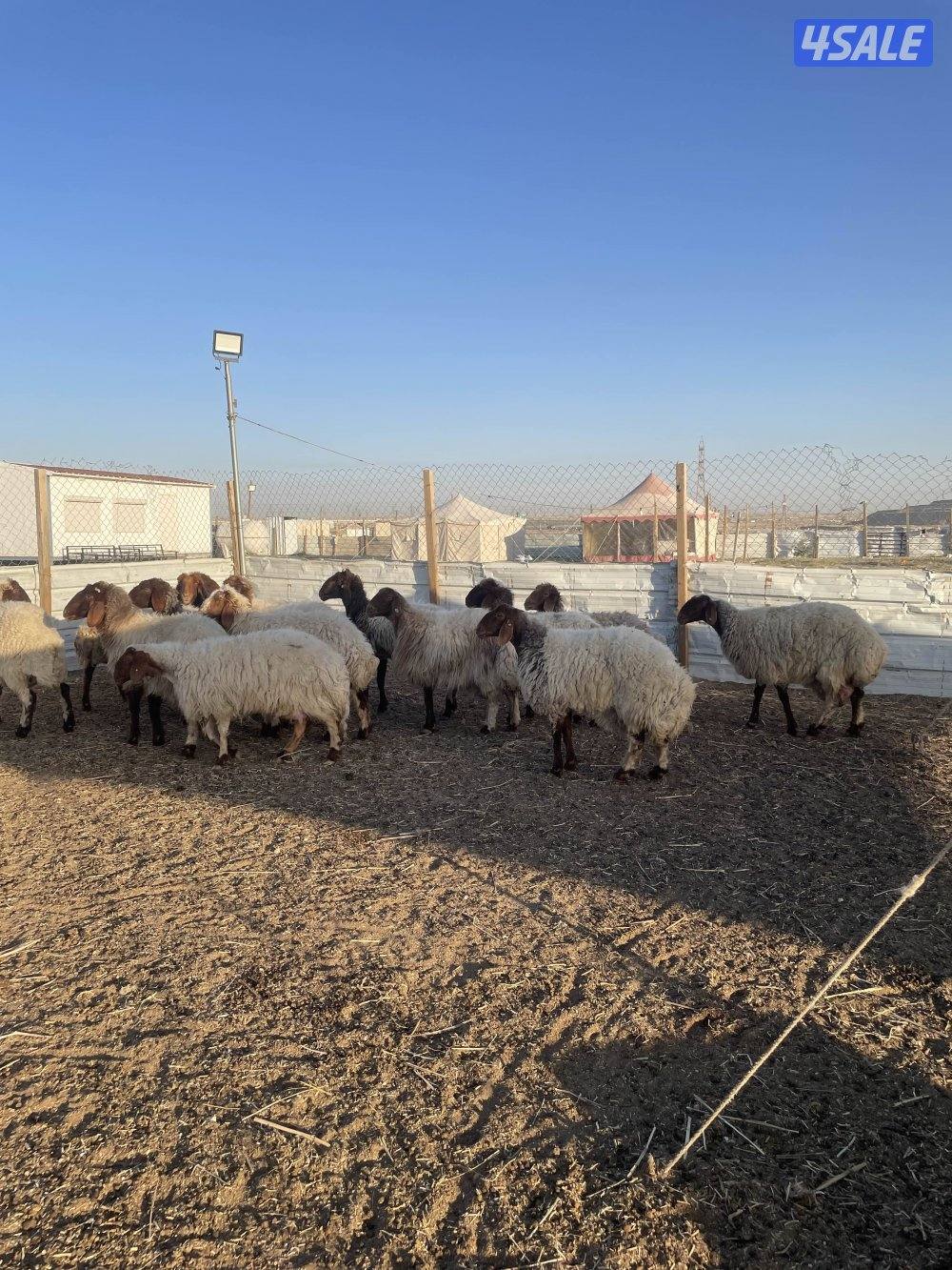 للبيع غنم نعيم العدد١٨ راس سن وديد1