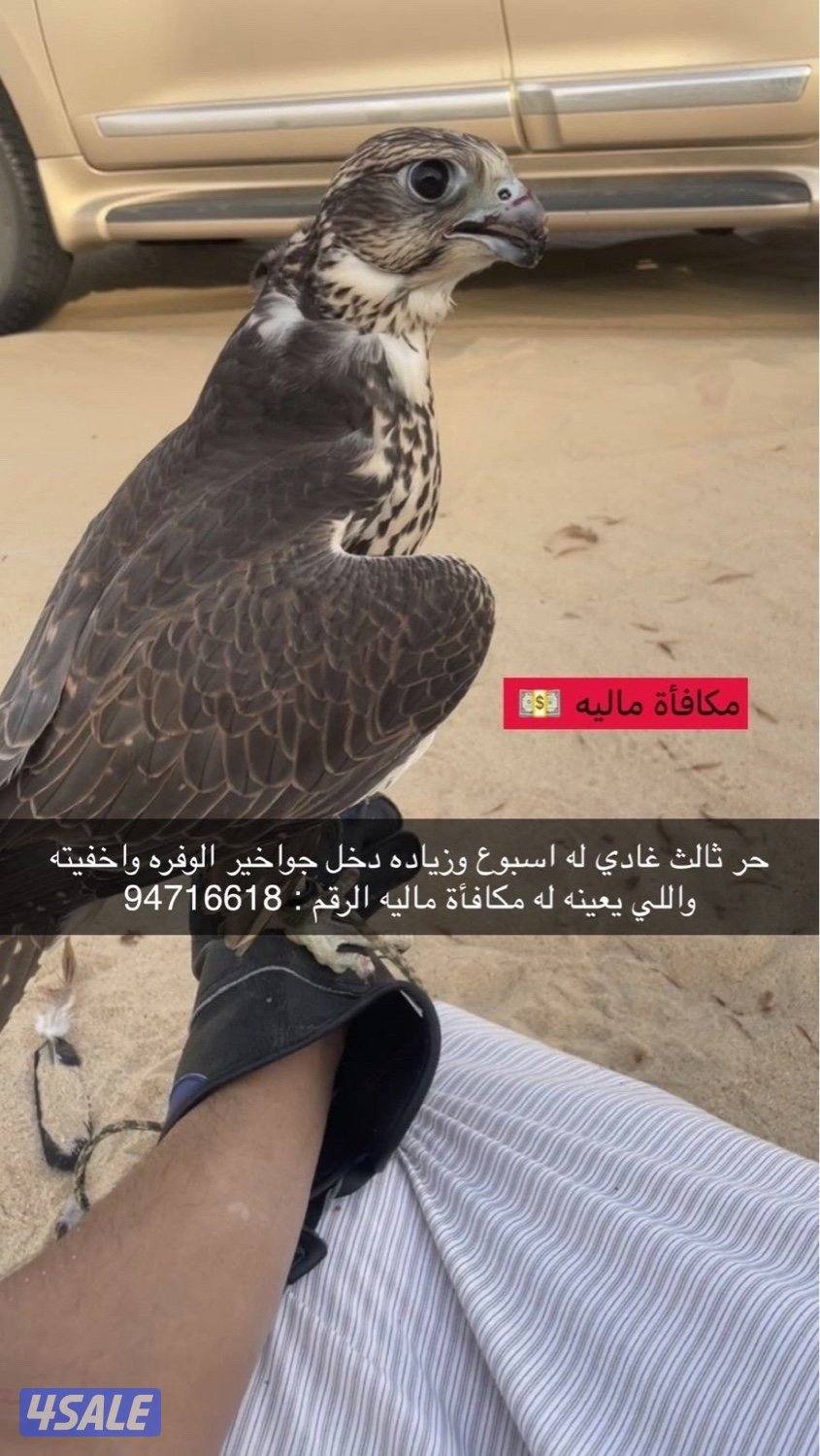 الطير غادي0
