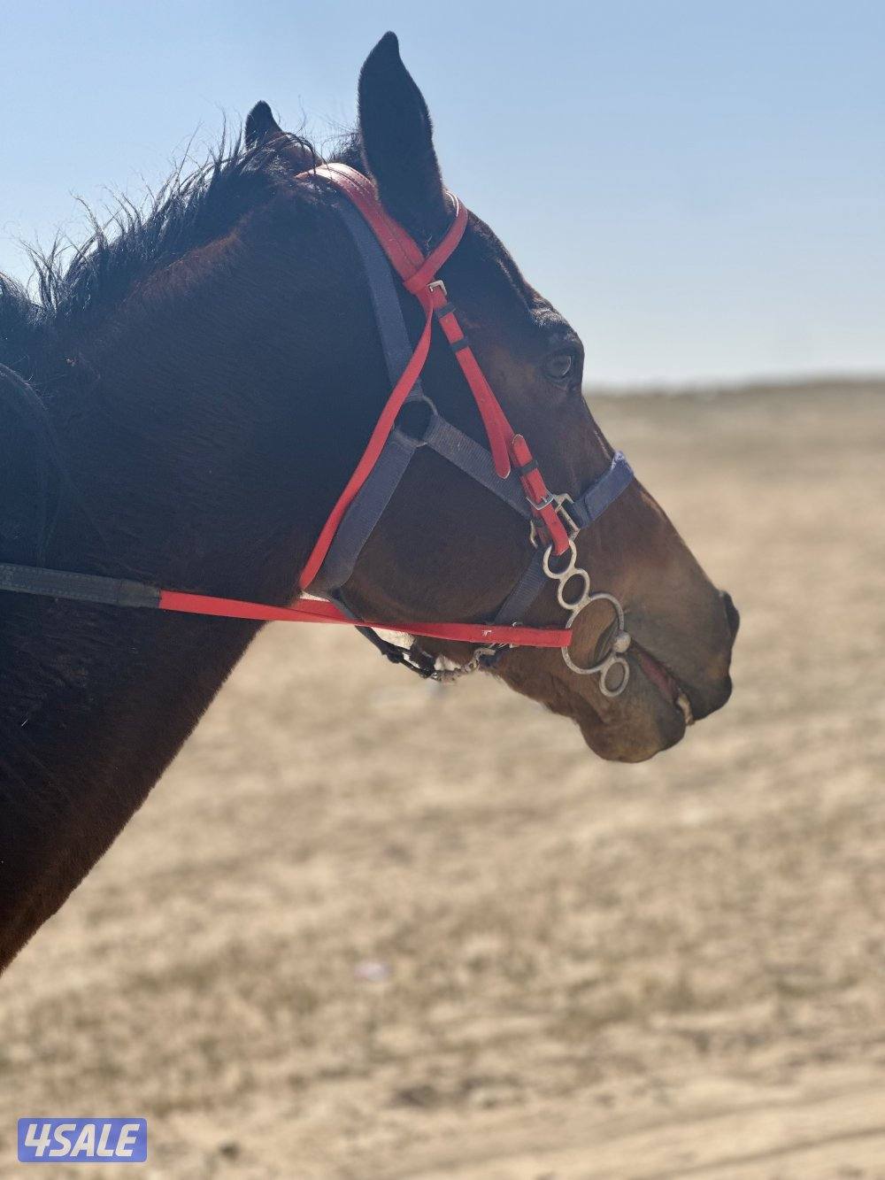 للبيع حصان إنجليزي خصي0