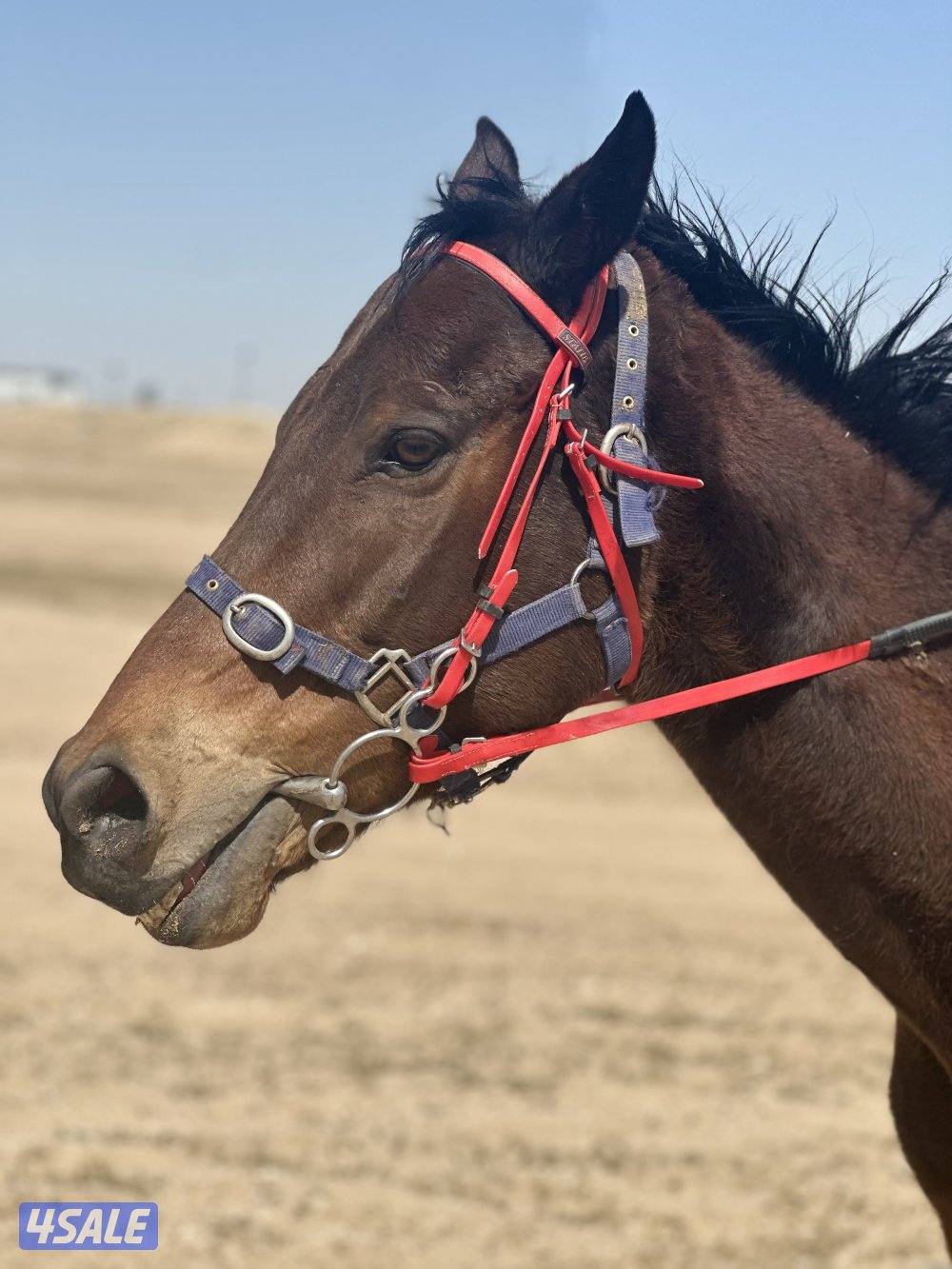 للبيع حصان إنجليزي خصي1