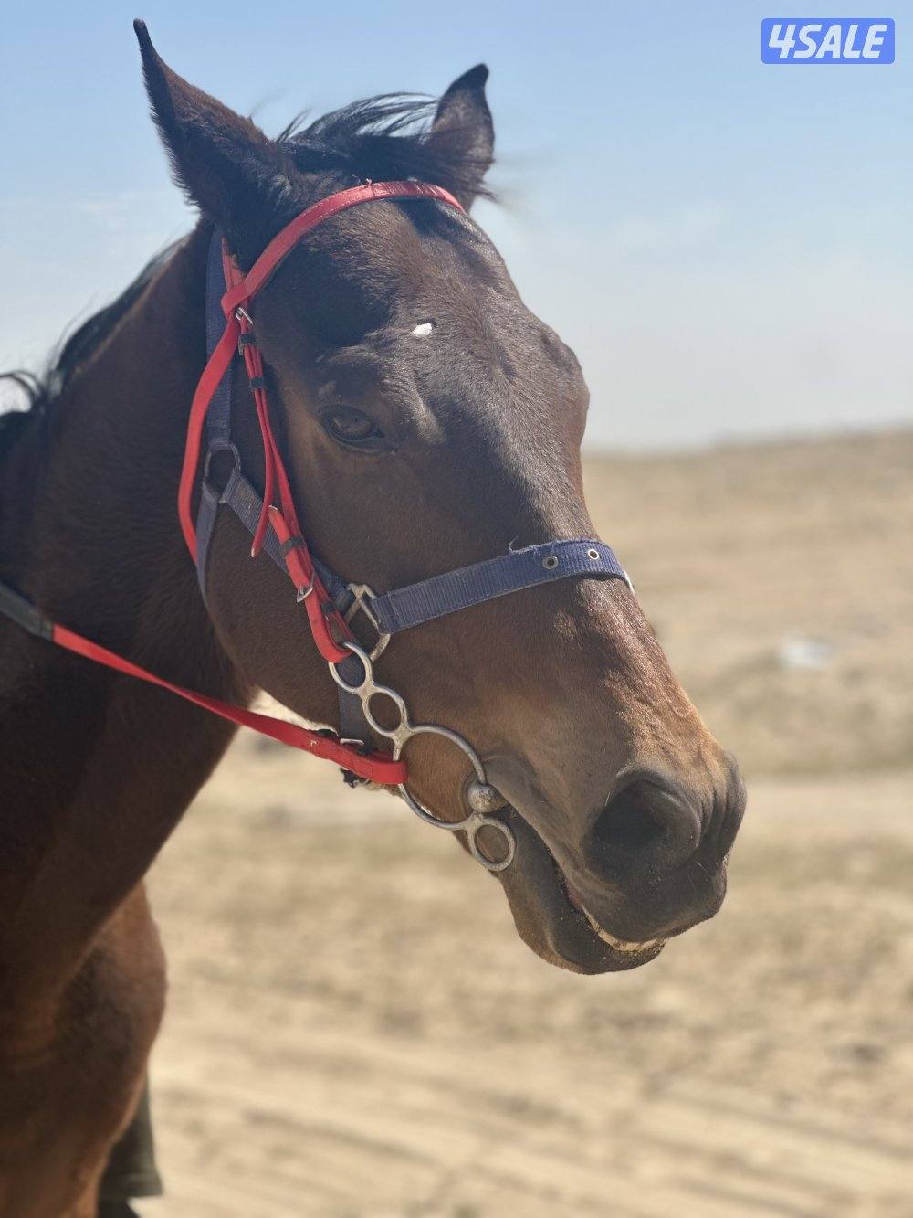 للبيع حصان إنجليزي خصي2