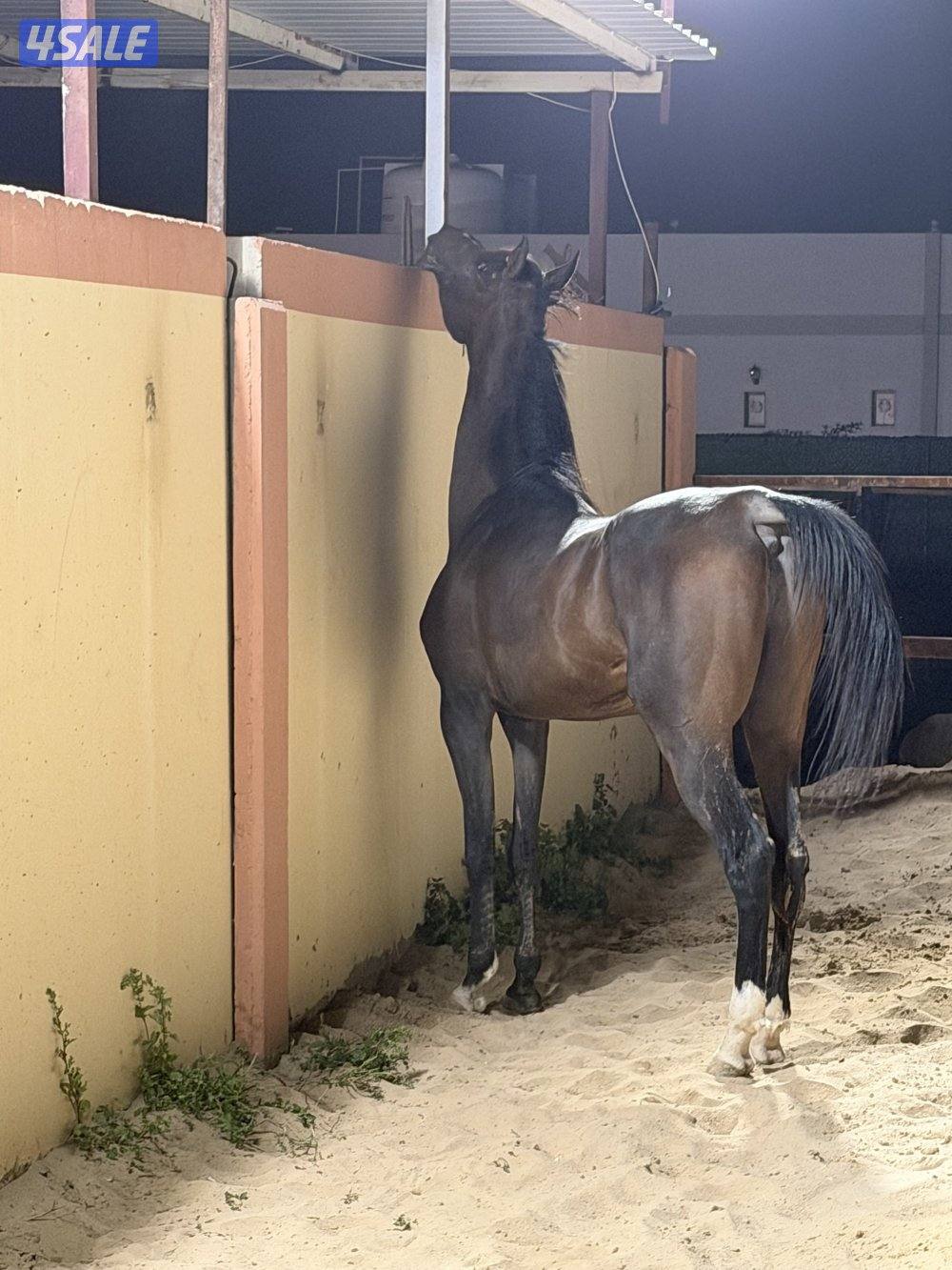 حصان كوميت بولش متعلم تكبيش اموره طيبه عالمصراع وحراره عاليه0