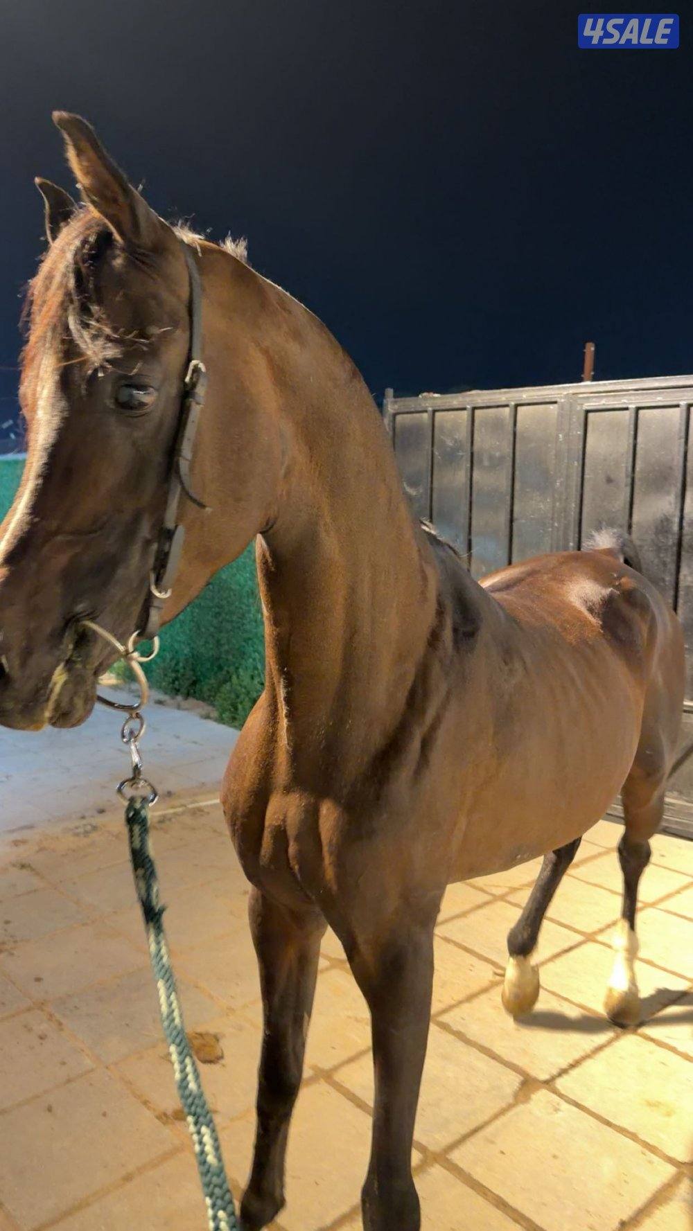 حصان كوميت بولش متعلم تكبيش اموره طيبه عالمصراع وحراره عاليه1