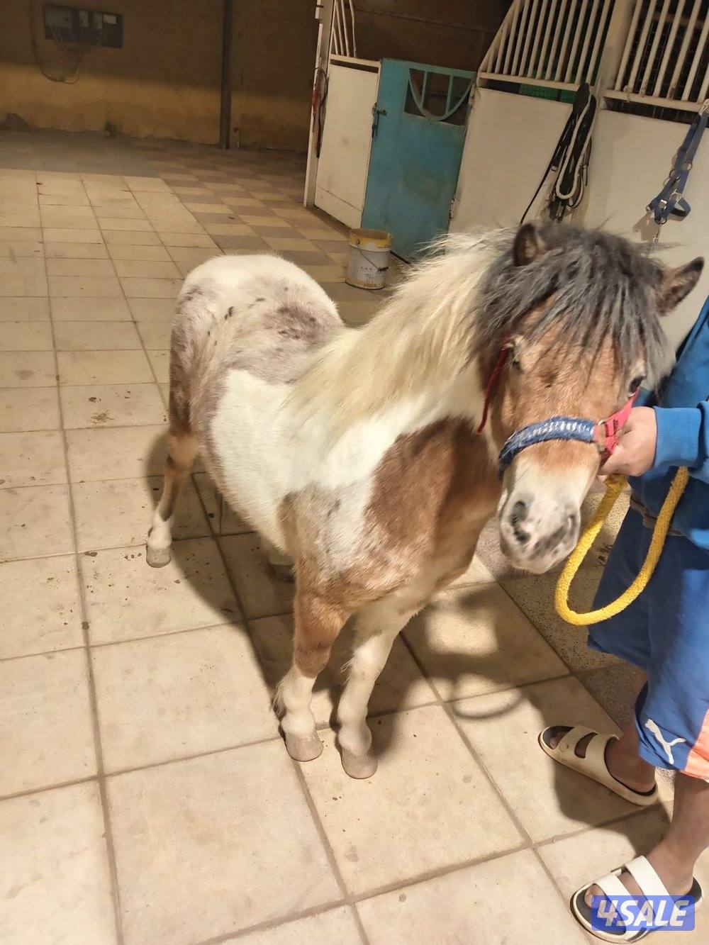 بونيه معسوفه العمر ٦ سنوات لقاح ٣ شهور هاديه حيل للصغار0