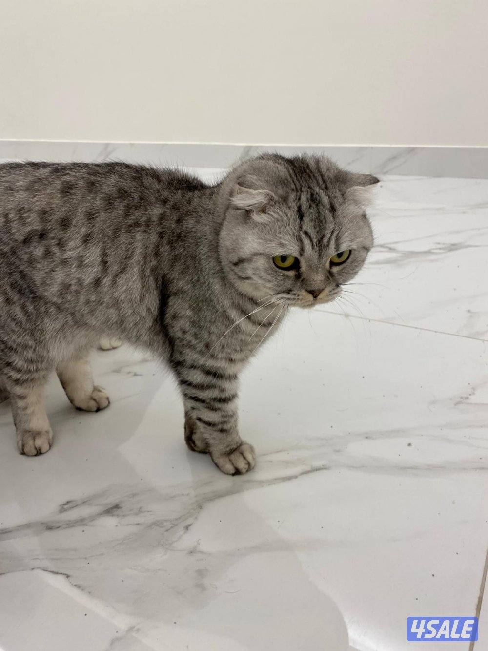 قطط للتبني1