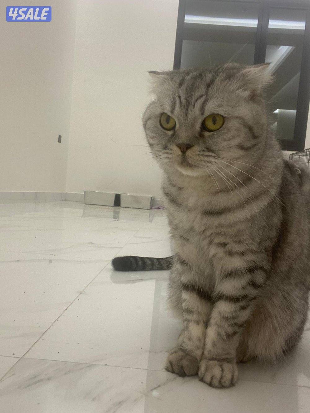 قطط للتبني0