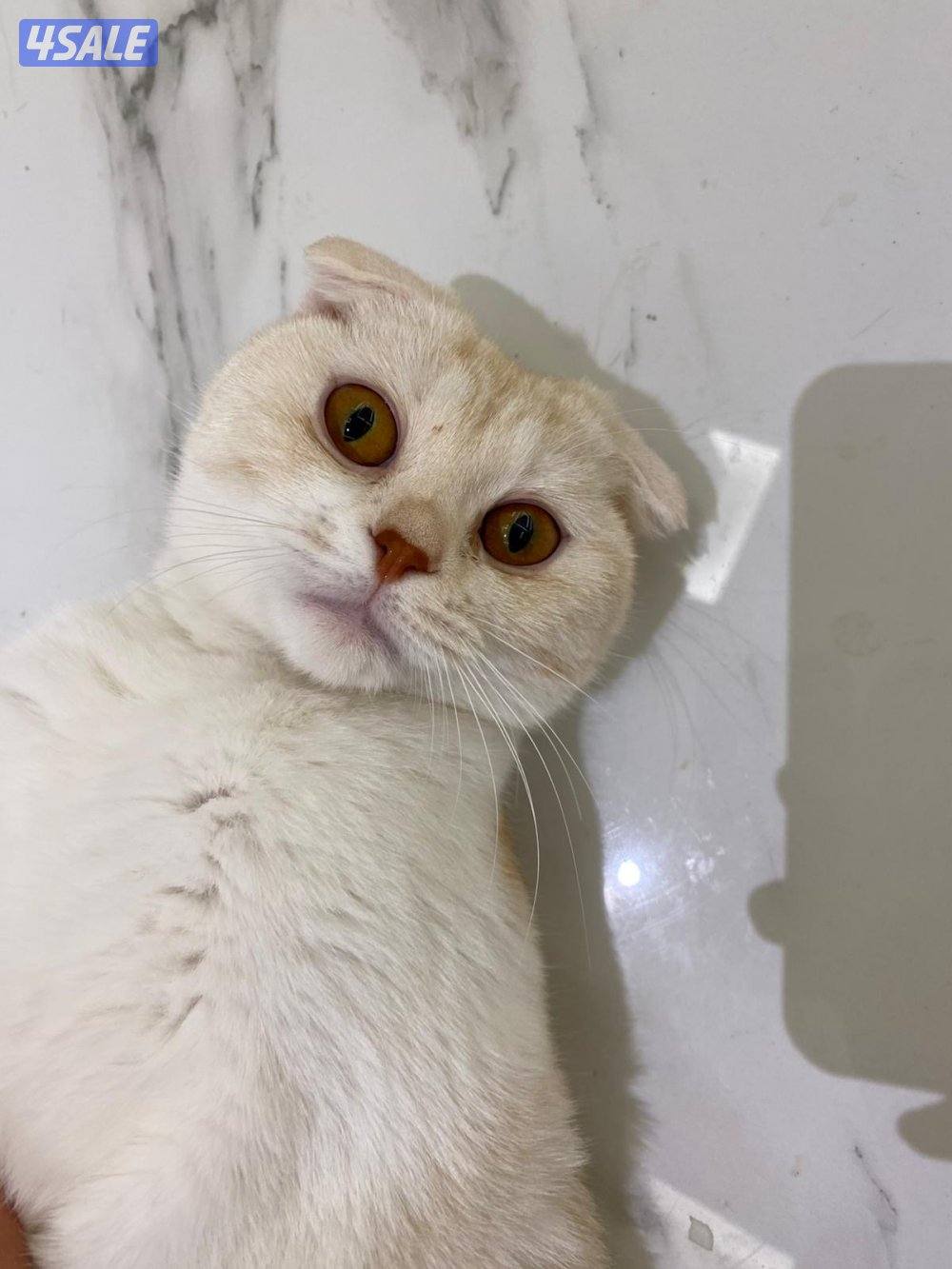 قطط للتبني2