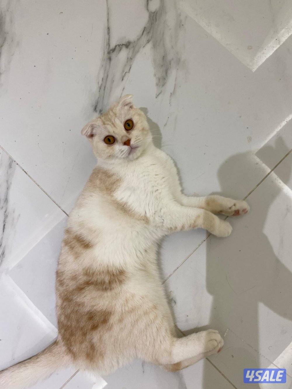 قطط للتبني3