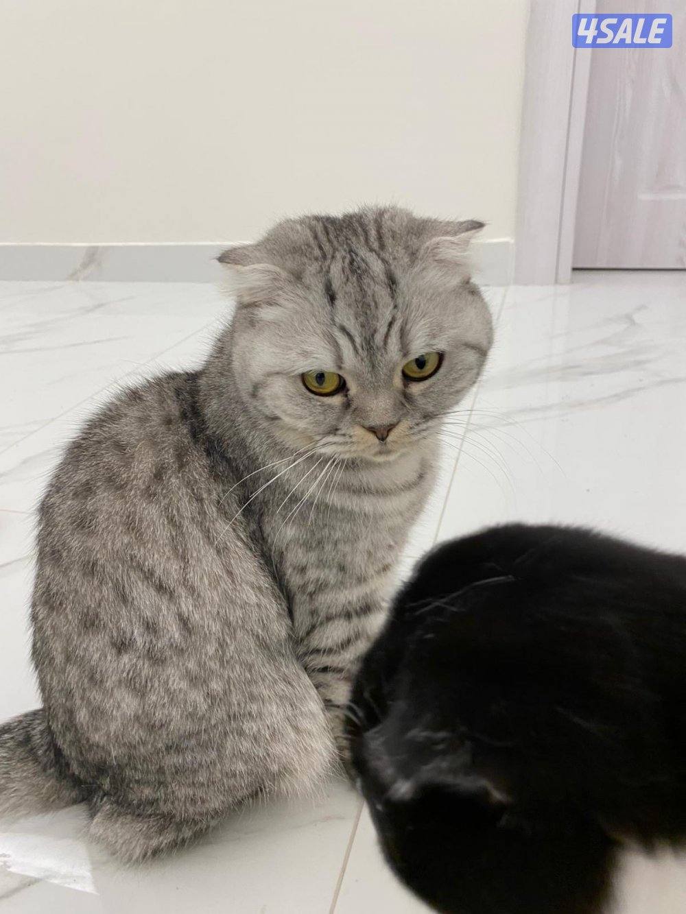 قطط للتبني5