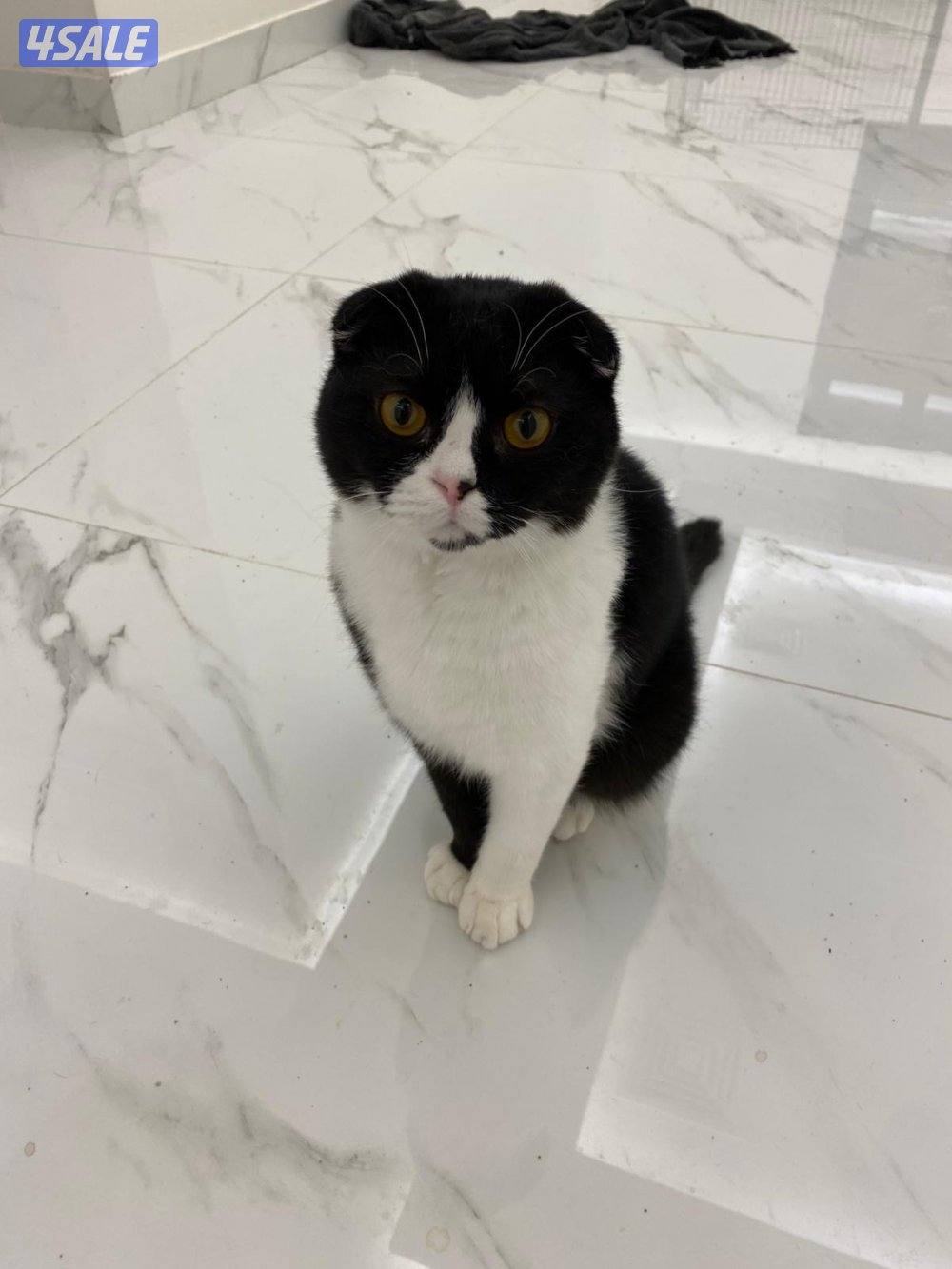 قطط للتبني4