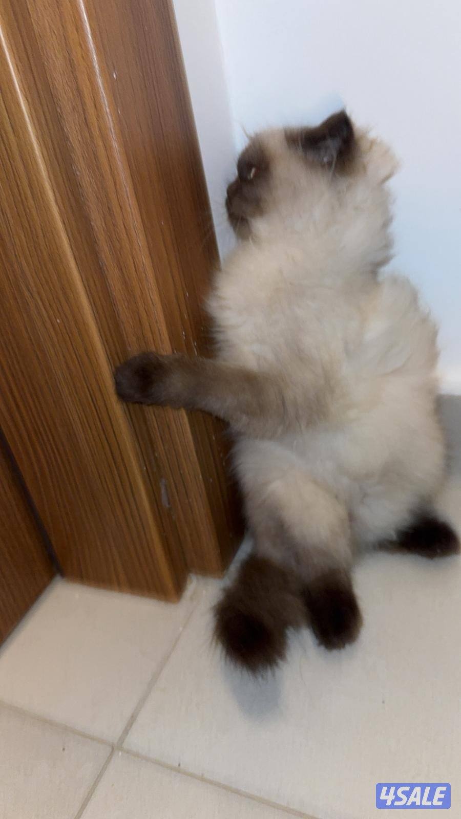 قط همالايا نثيه عمرها ٤ شهور لعوبه نظيفه مطعمه ومتعلمه على لتر بكس0