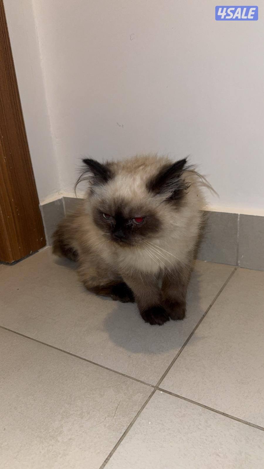 قط همالايا نثيه عمرها ٤ شهور لعوبه نظيفه مطعمه ومتعلمه على لتر بكس1