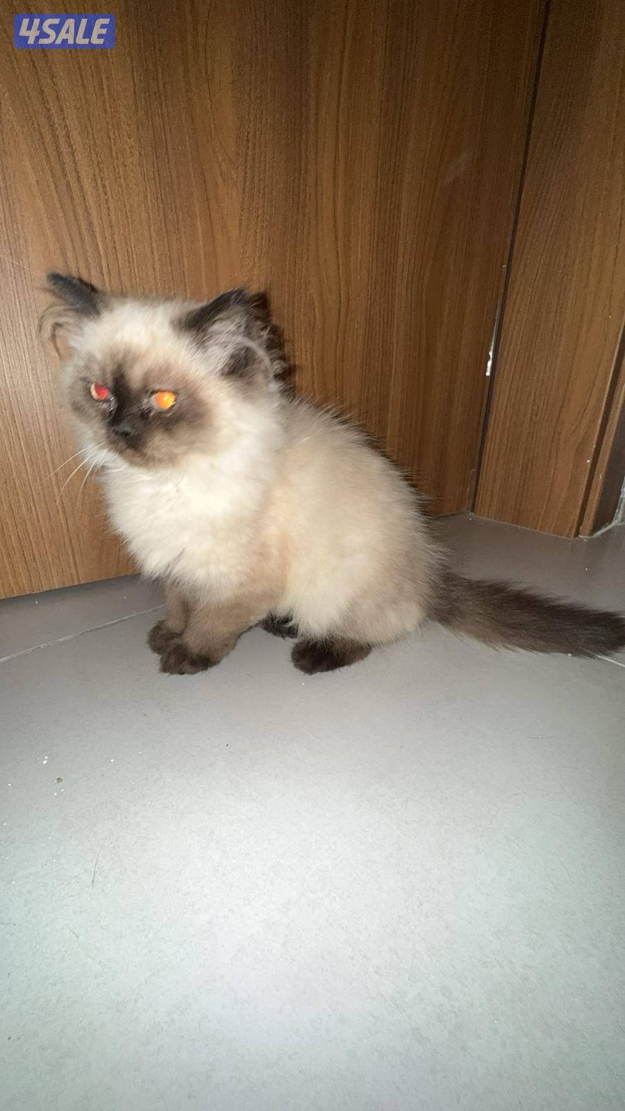 قط همالايا نثيه عمرها ٤ شهور لعوبه نظيفه مطعمه ومتعلمه على لتر بكس2