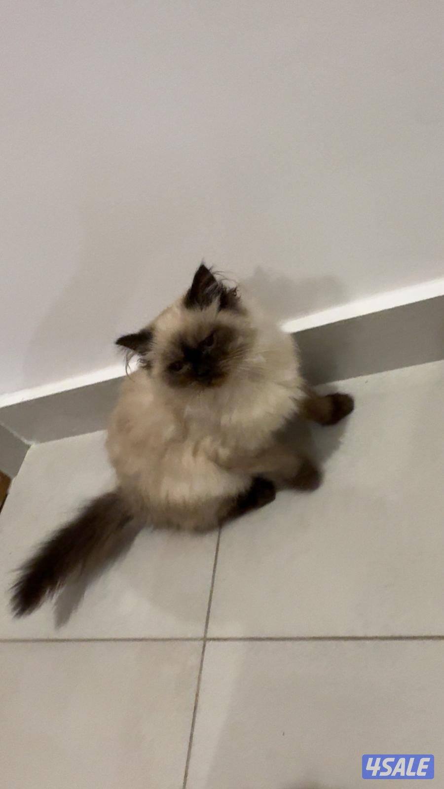 قط همالايا نثيه عمرها ٤ شهور لعوبه نظيفه مطعمه ومتعلمه على لتر بكس3