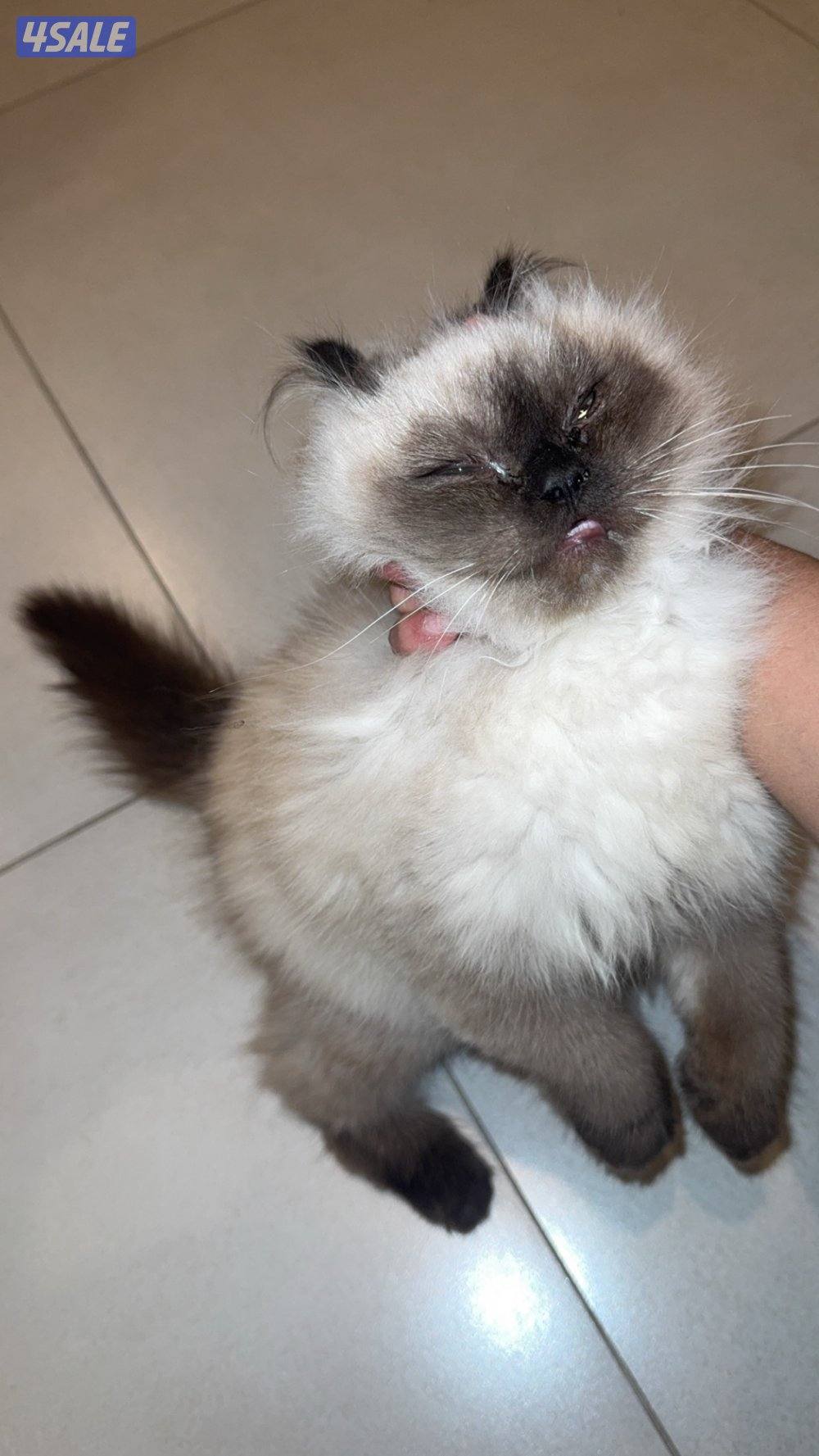 قط همالايا نثيه عمرها ٤ شهور لعوبه نظيفه مطعمه ومتعلمه على لتر بكس4