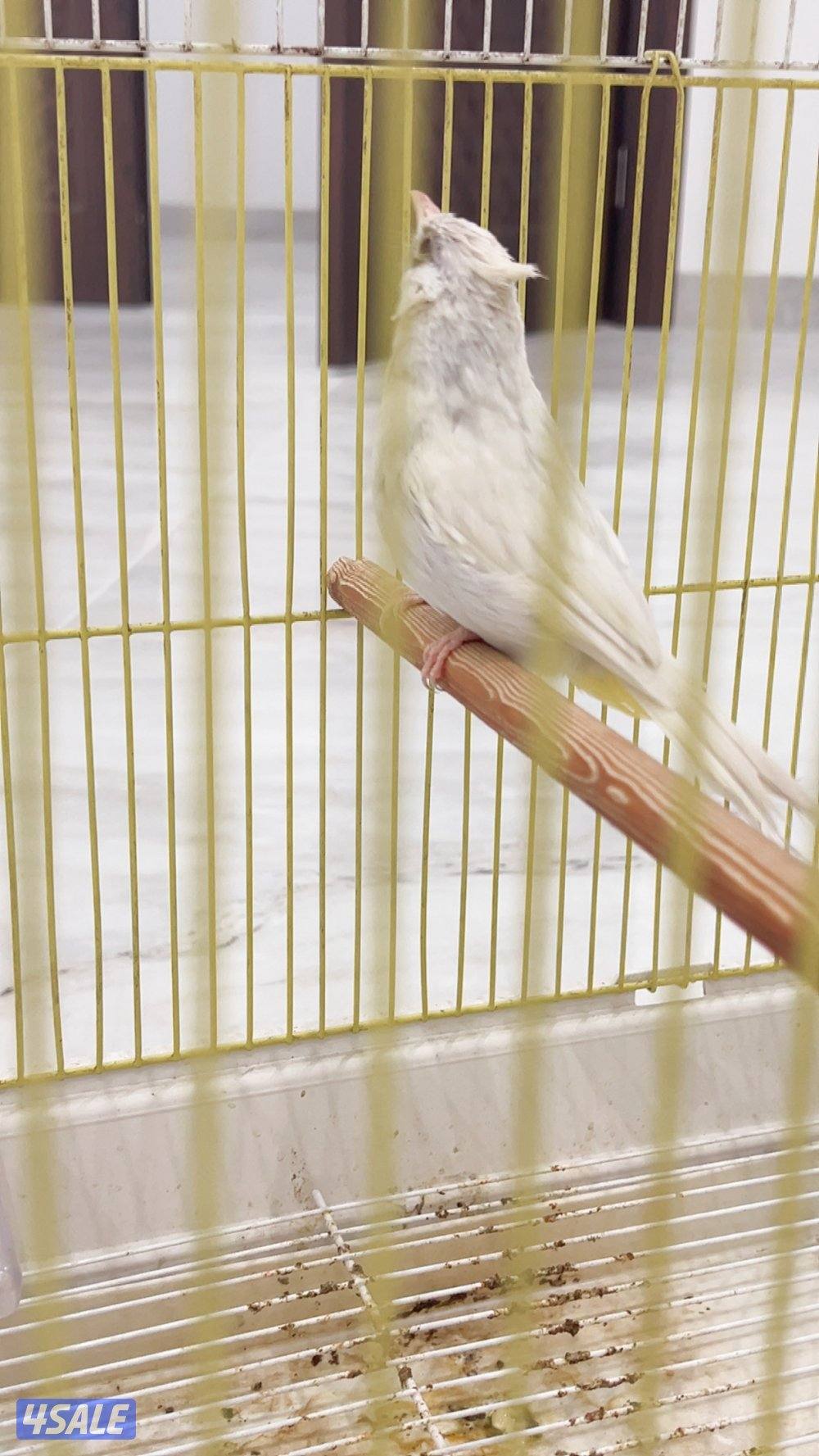 للبيع بلبل هملايا سكري بيور  غير مفحوص والعمر تقريبا ٨ شهور0