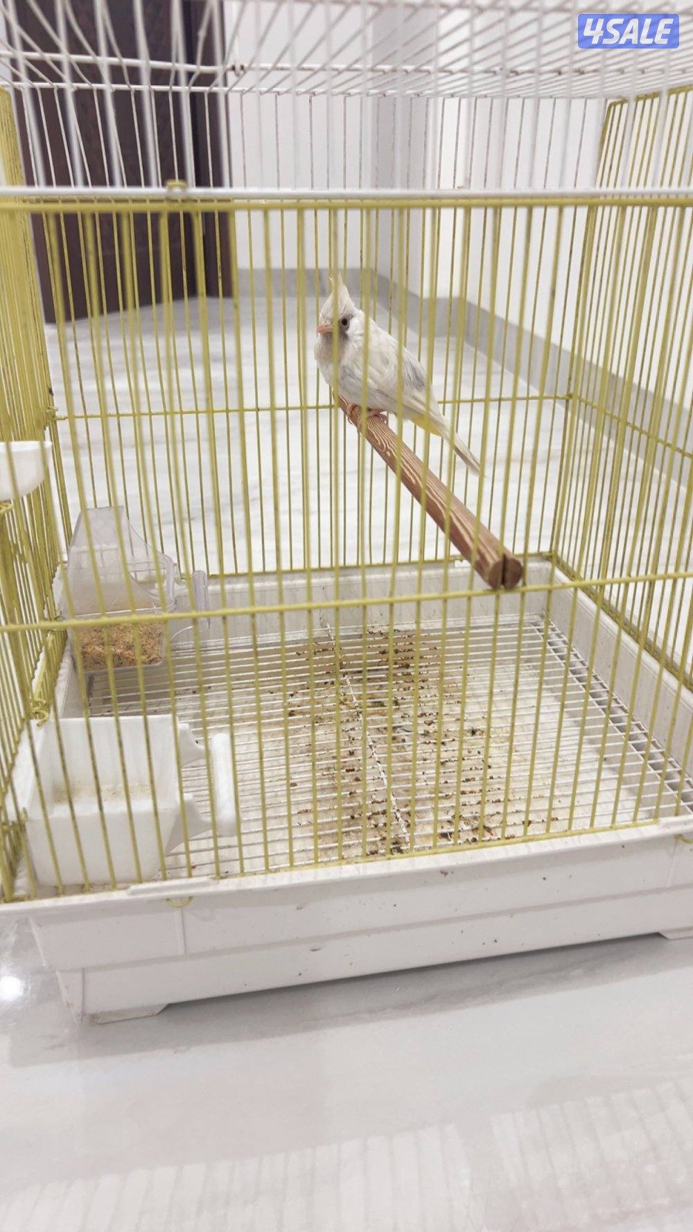 للبيع بلبل هملايا سكري بيور  غير مفحوص والعمر تقريبا ٨ شهور2