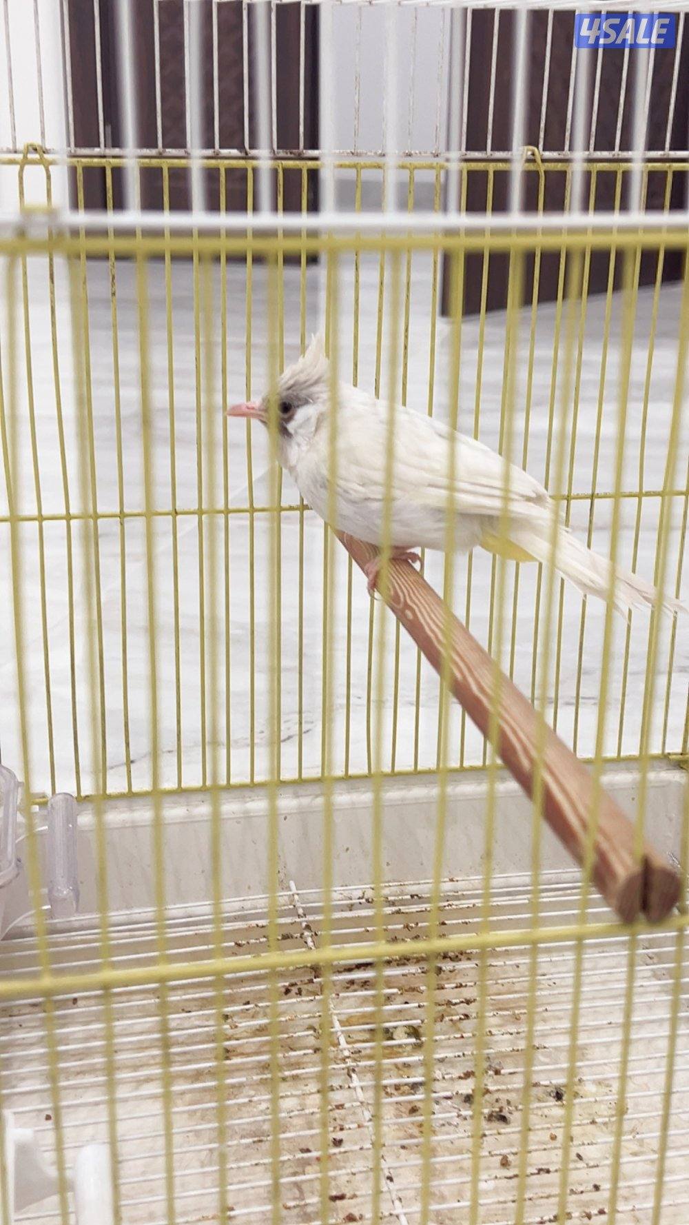 للبيع بلبل هملايا سكري بيور  غير مفحوص والعمر تقريبا ٨ شهور1