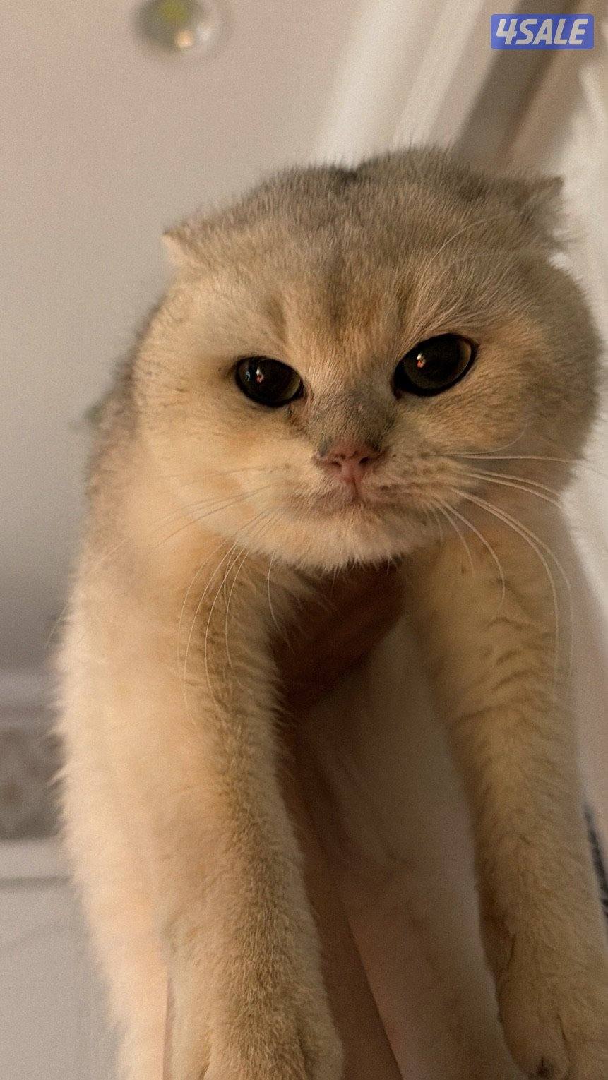 للبيع ذكر برتش Silver Shaded0