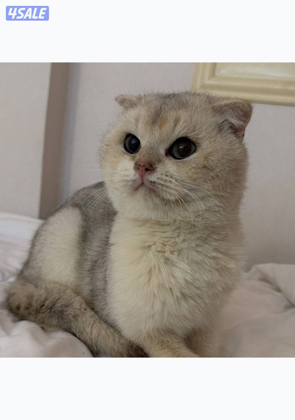 للبيع ذكر برتش Silver Shaded1