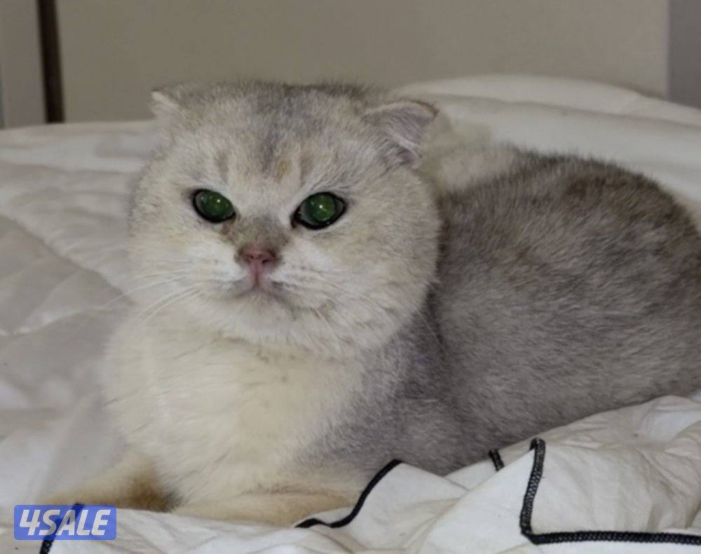 للبيع ذكر برتش Silver Shaded2