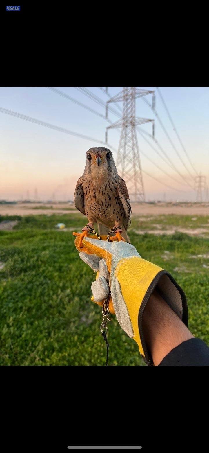 البيع تواصل واتساب0