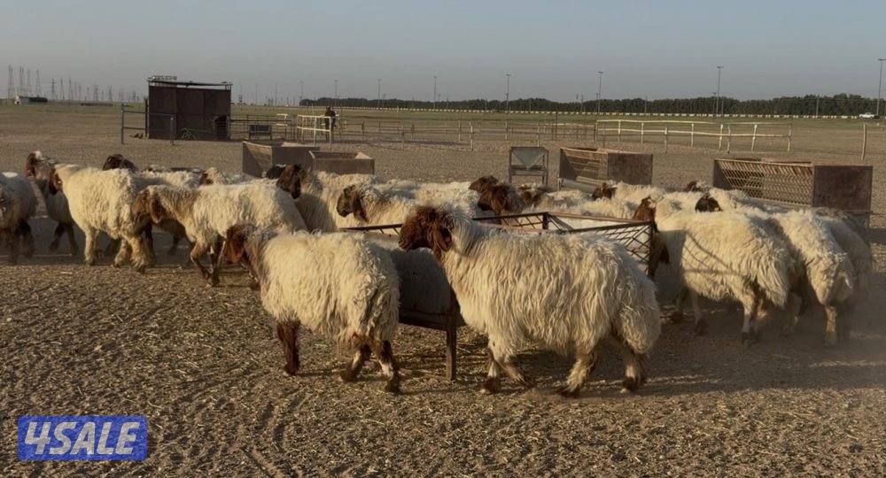 للبيع غنم طيبه0